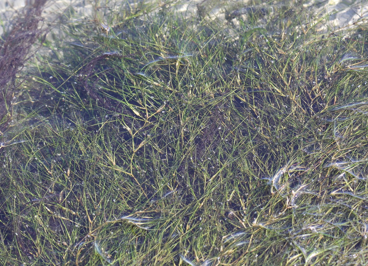 Ruppia maritima, Widgeon Grass